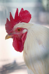 portrait of a rooster