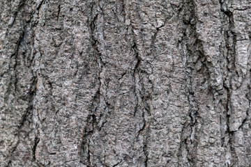 The bark of the tree. The texture of the wood. Closeup. Background. Textured surface. Wildlife. Timber.
