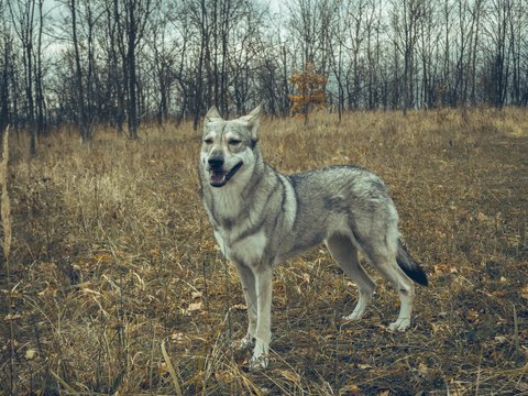 Wolf dog animal in nature forest happy portrait