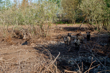 Wild boars looking for food in summer time