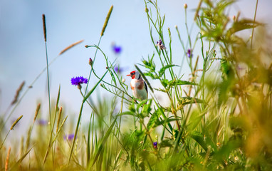 Goldfinch Carduelis carduelis feeding on teasel . Colourful male bird in the finch family. hidden in the grass - obrazy, fototapety, plakaty