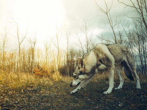 Wolf dog animal in nature forest sniffing on ground during sunset