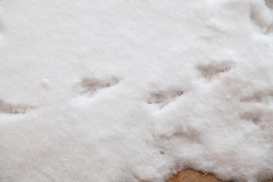 Bird tracks in white snow close-up