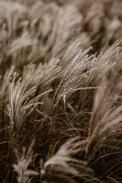 Wild Nature