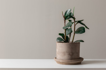 Fototapeta Wide Shot of Rubber Plant Against a Grey Background obraz
