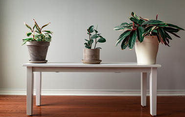 Wide Shot of Potted Plants on a Bench Against a Grey Background