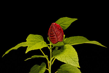 Blooming red flower of hibiscus, isolated on white background