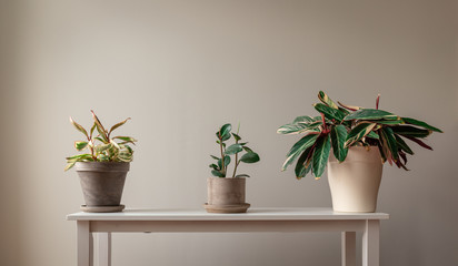 Wide Shot of Potted Plants on a Bench Against a Grey Background