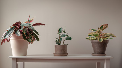Wide Shot of Potted Plants on a Bench Against a Grey Background