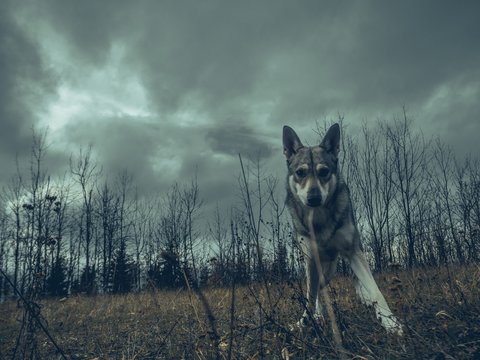 Wolf dog animal in nature forest straight look to camera
