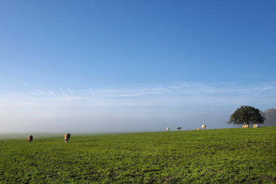 Kühe auf grüner Weide bei Inversionswetterlage mit Sonnenschein und Nebel - Stockfoto