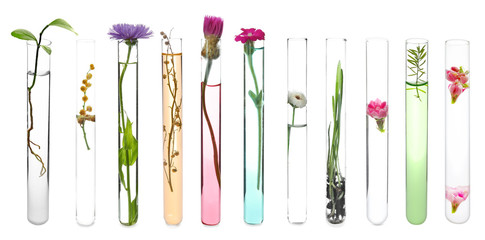 Test tube with plant on white background - obrazy, fototapety, plakaty