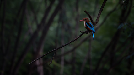 Common Kingfisher in dense forest perched on a branch