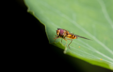 Hoverfly Macro Shot, UK