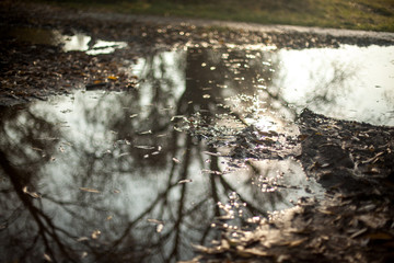tree in water
