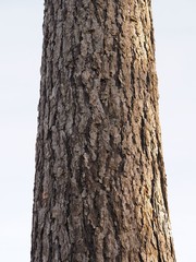 Schutzhülle - Baumrinde einer stattlichen Lärche