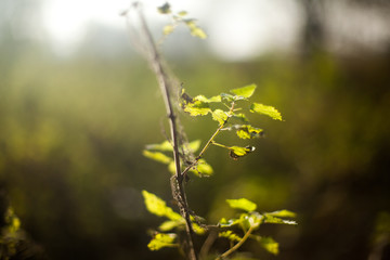 green leafs 