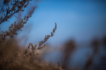 silhouette of a tree