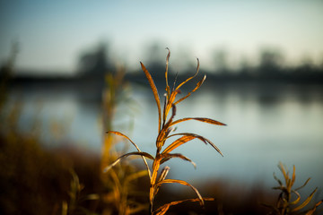 Fototapeta premium dry grass and sunset
