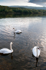 white swans on an autumn lake on a sunny day