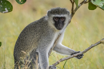 portrait of a vervet monkey (Chlorocebus pygerythrus), or simply vervet, is an Old World monkey