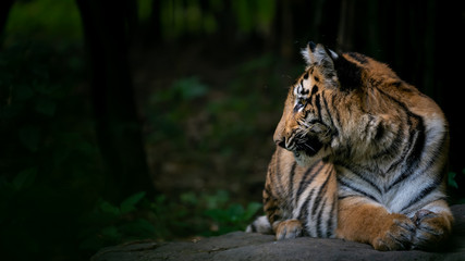 Obraz premium Young tiger in side profile in high alert sitting on a rock