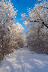 Snowy landscape of an oak forest in Hungary