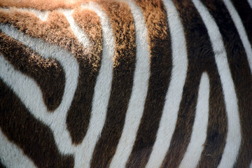 Chapman´s Zebra Body Close Up