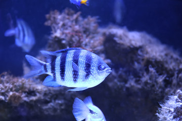 Beautiful sergeant major fish swimming in clear aquarium
