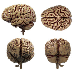 Brain anatomy of the human body in four views isolated in white background - 3d rendering