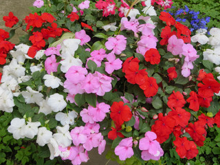 Fototapeta na wymiar Beautiful flowers of garden balsam in the flowerbed.