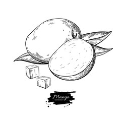 Mango vector drawing. Hand drawn tropical fruit illustration.