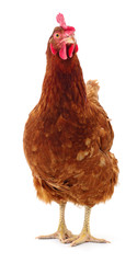 Brown hen isolated.