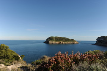 View to Portichol Island from Cap Prim with heather in the foreground, Javea, Alicante Province, Spain