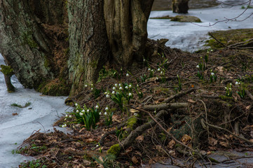 Spring snowflakes (Leucojum vernum) in bloom in Chlebsky brook valley (Údolí Chlébského potoka), Czech Republic
