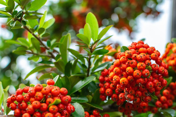 Pyracantha bush with bright orange berries on the sea coast, a wonderful organic antioxidant for health and beauty. Autumn nature background.