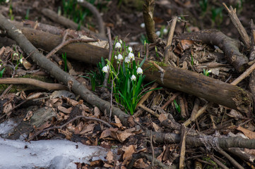 Spring snowflakes (Leucojum vernum) in bloom in Chlebsky brook valley (Údolí Chlébského potoka), Czech Republic