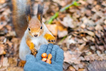 Portrait of a red squirrel eating nuts from a hand in a gray glove in the winter forest. Wild animals looking at the camera. Close-up nature background with copy space.