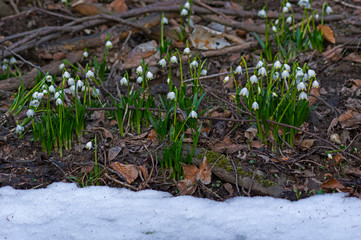 Spring snowflakes (Leucojum vernum) in bloom in Chlebsky brook valley (Údolí Chlébského potoka), Czech Republic