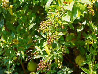Nahaufnahme auf Gewöhnliche Liguster (Ligustrum vulgare) mit unreife grüne Beeren