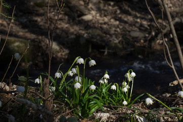 Spring snowflakes (Leucojum vernum) in bloom in Chlebsky brook valley (Údolí Chlébského potoka), Czech Republic