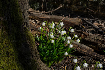 Spring snowflakes (Leucojum vernum) in bloom in Chlebsky brook valley (Údolí Chlébského potoka), Czech Republic