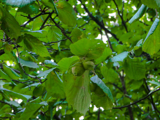 Young green hazelnuts growing on a tree.
