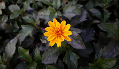 Singapore Dailsy, Yellow Flower Blooming