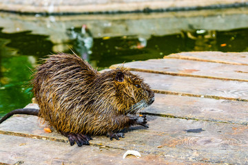 Nutria on the wooden flooring on summer