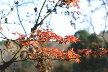 Autumn bright leaves of red and orange. Exotic Maple Tree in the Forest