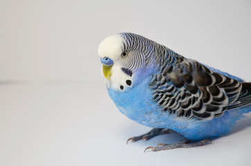 Parrot wavy, sitting on a white background.  The bird is closely watching, wary and curious. Portrait of a feathered friend. Close-up view.