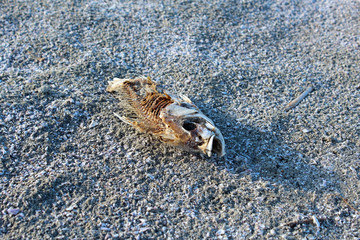 Dead fish on the beach