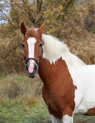 Beautiful pinto mare against the background of autumn vegetation