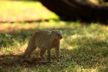The banded mongoose (Mungos mungo) running on the green grass in the trees shade.